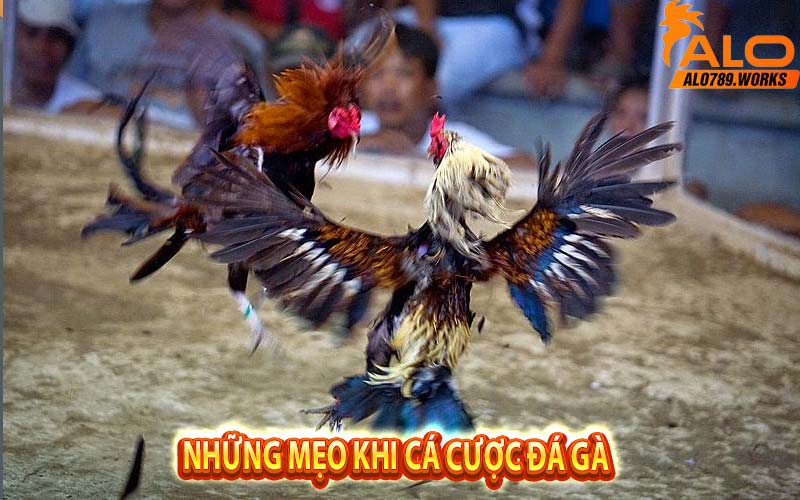Những mẹo khi cá cược đá gà
