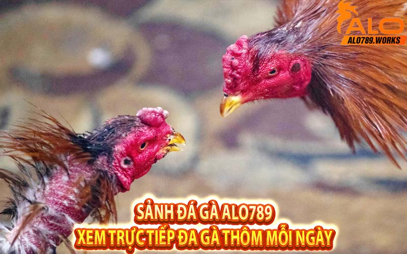 Sảnh Đá Gà Alo789 Xem Trực Tiếp Đa Gà Thôm Mỗi Ngày