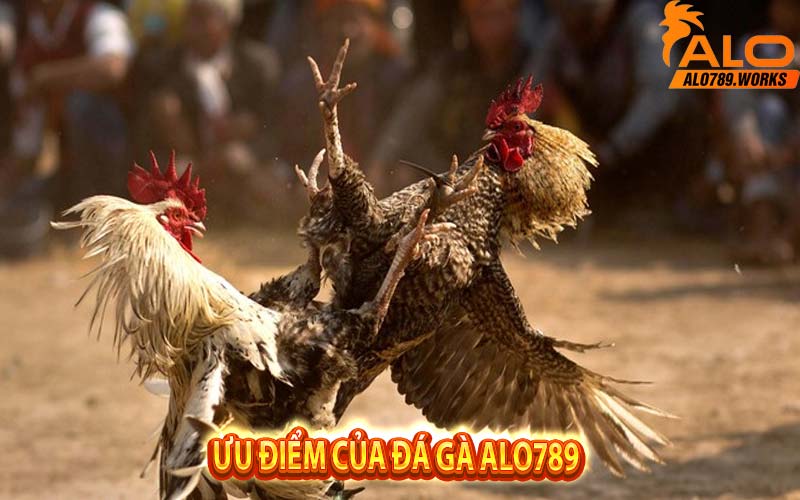 Ưu điểm của Đá gà Alo789